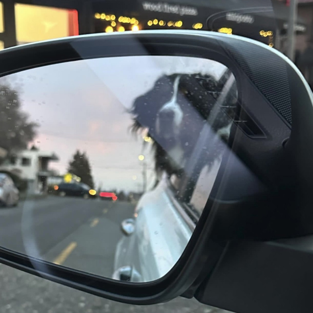 Aspen looking out the window during a drive